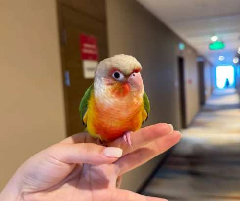 台灣鸚鵡購買指南