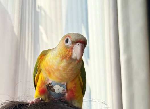 小太陽鸚鵡飼養成本