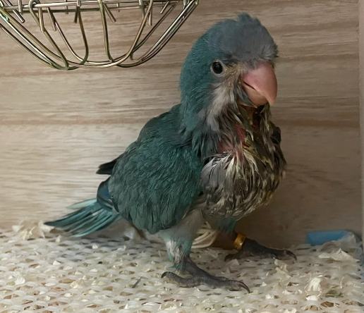 寵物鳥飼養成本