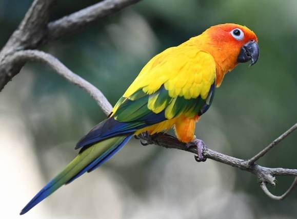 金太陽鸚鵡價格