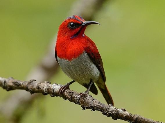 太陽鳥觀賞指南