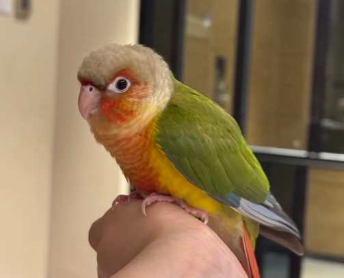 小太陽鸚鵡飼養成本