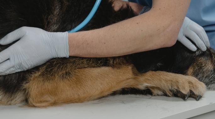 狗狗心絲蟲感染徵兆