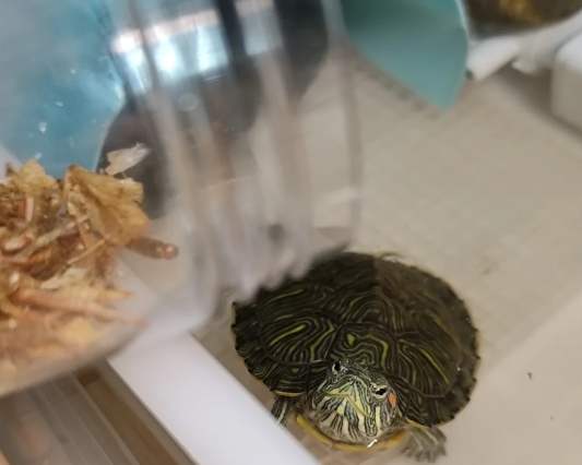 巴西龜常見問題