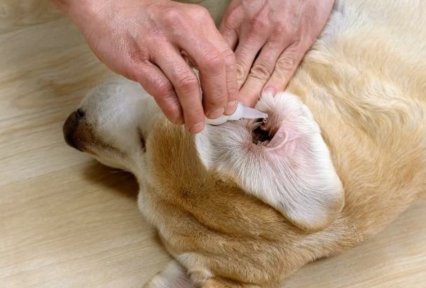 狗狗耳朵護理