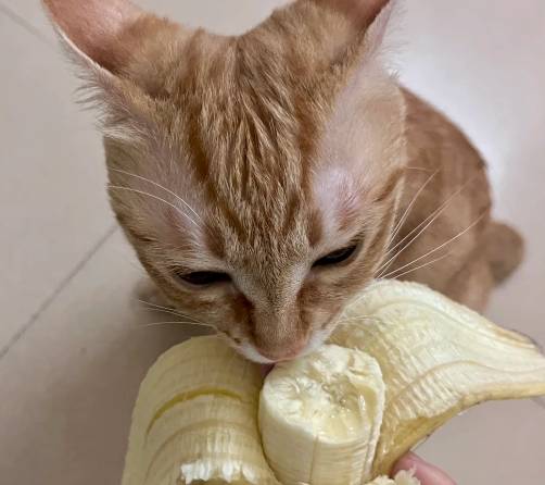 貓吃香蕉