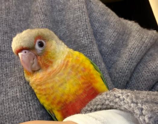 台灣鸚鵡購買指南