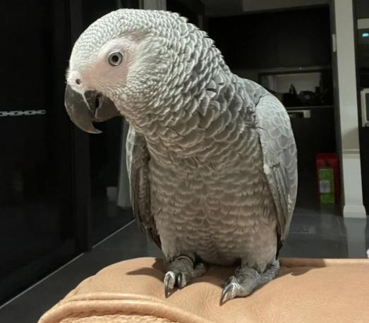非洲灰鸚鵡飼養