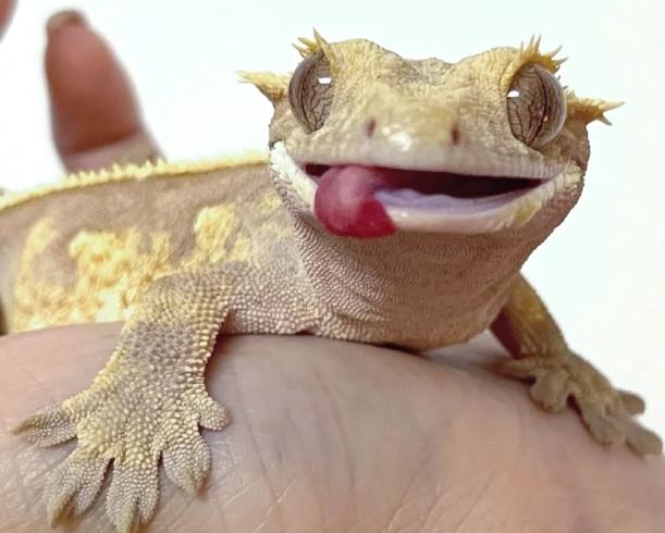 睫角守宮環境設定