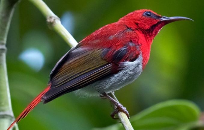 太陽鳥觀賞指南