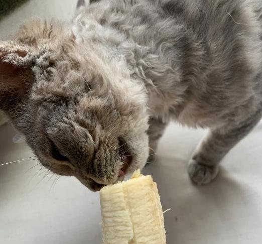 貓吃香蕉