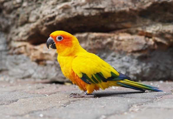 金太陽鸚鵡飼養