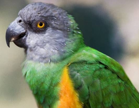 塞內加爾鸚鵡價格