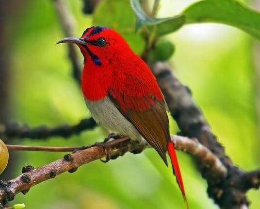 台灣太陽鳥景點