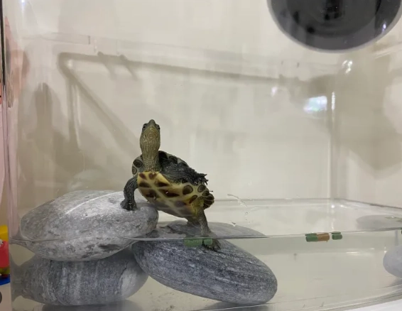 巴西龜環境設置