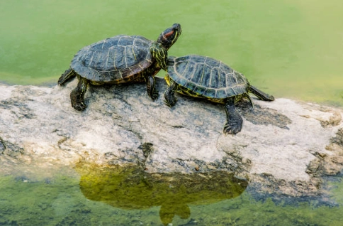 巴西龜環境設置
