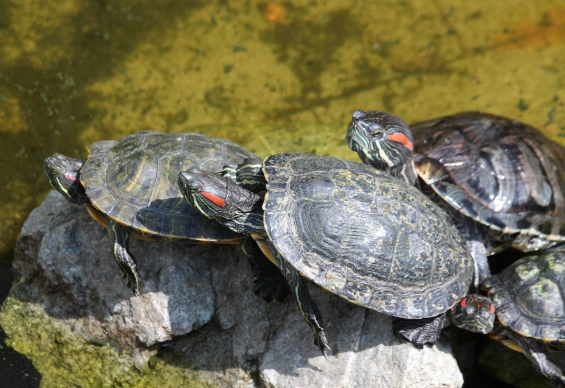 巴西龜飼養箱大小