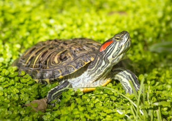 巴西龜認主行為