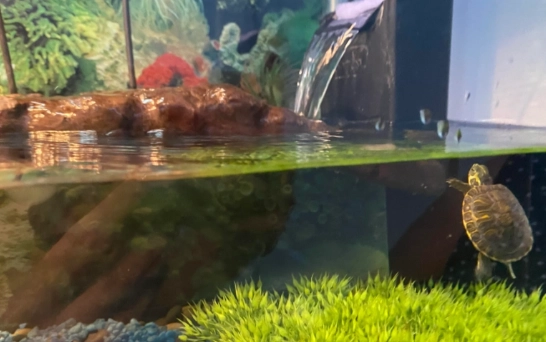 巴西龜飼養水深