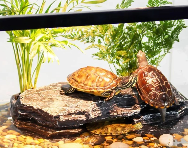 巴西龜飼養箱大小