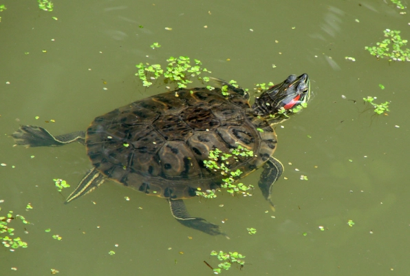 巴西龜飼養水深