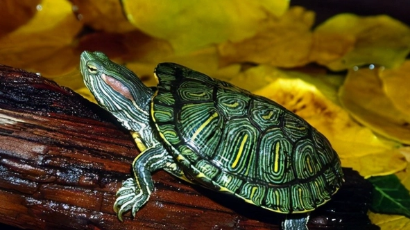 巴西龜認主行為