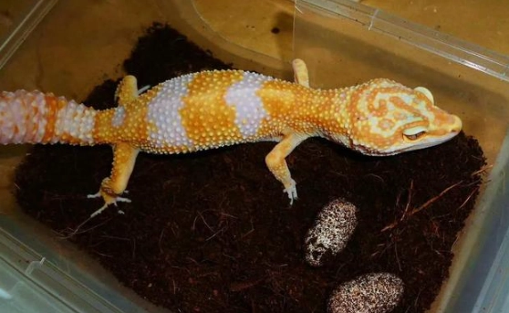 豹紋守宮飼養溫度