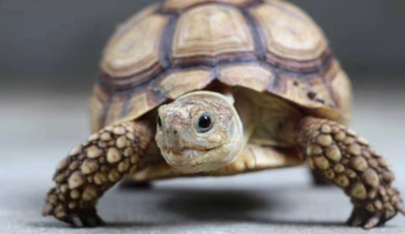 烏龜不能吃的水果