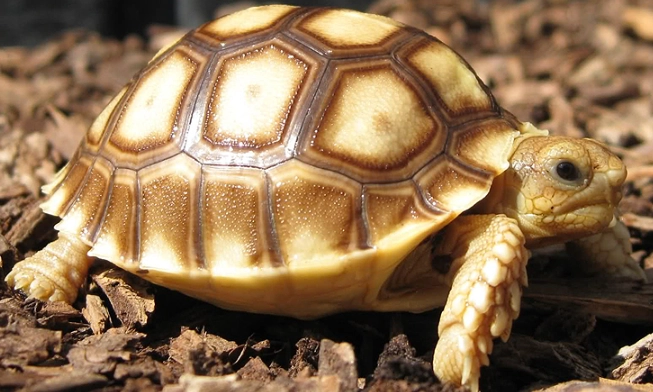 蘇卡達象龜溫度