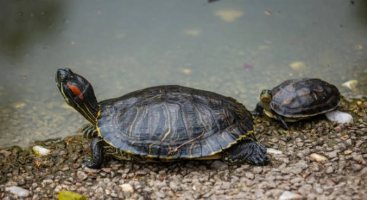 澤龜適合吃的水果