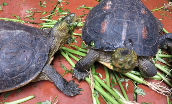 烏龜食物禁忌