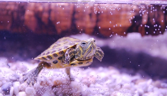 澤龜餵水果注意事項