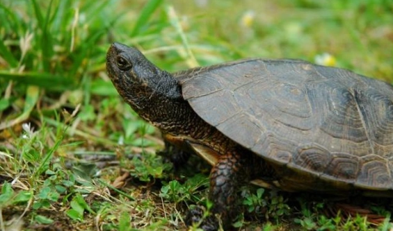 烏龜不能吃的食物