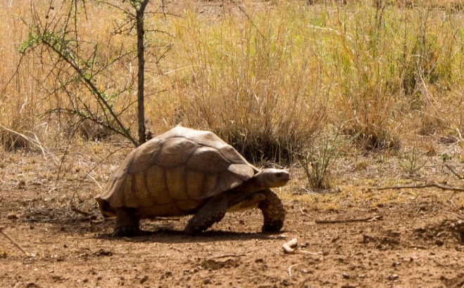 蘇卡達象龜飼養