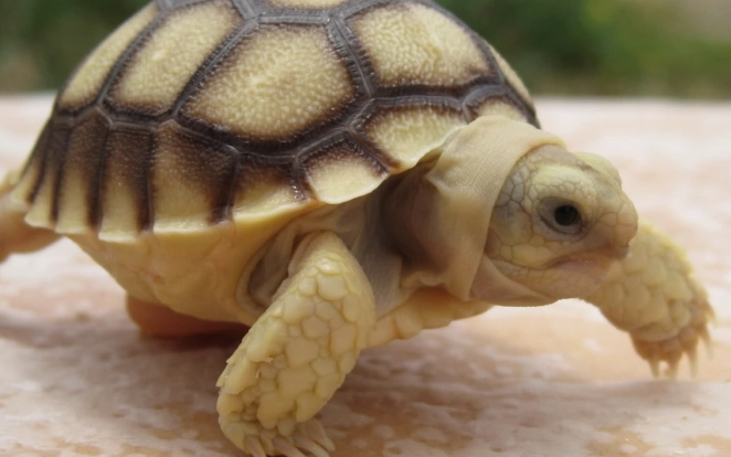 蘇卡達象龜飼養