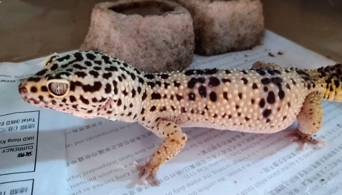 豹紋守宮飼養溫度