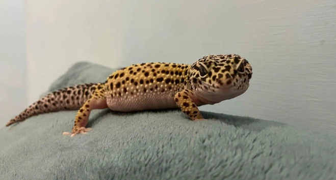 豹紋守宮環境設置