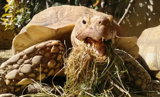 蘇卡達象龜飼養