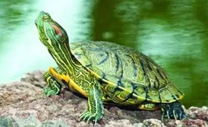 烏龜不能吃的水果