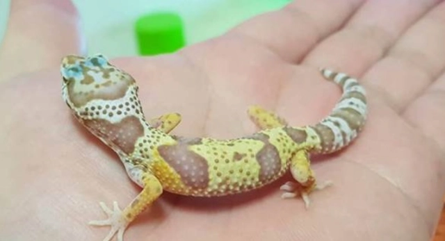 豹紋守宮環境設置