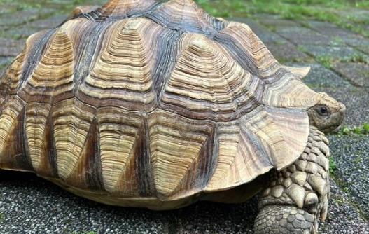 蘇卡達象龜飼養溫度