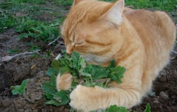 貓薄荷對貓的影響