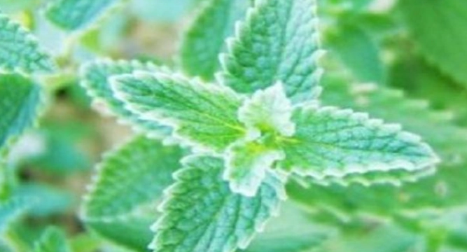 貓薄荷無效原因