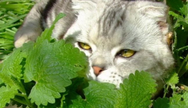 貓薄荷對貓的影響