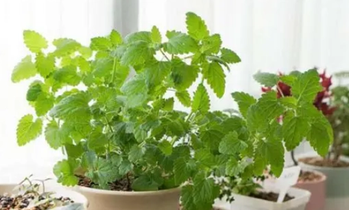 貓咪貓草無反應