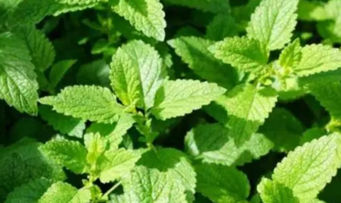 貓咪貓草無反應