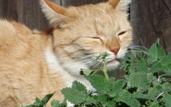 貓薄荷使用方法