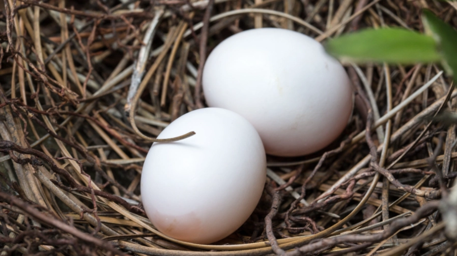 巨嘴鳥飲食習慣
