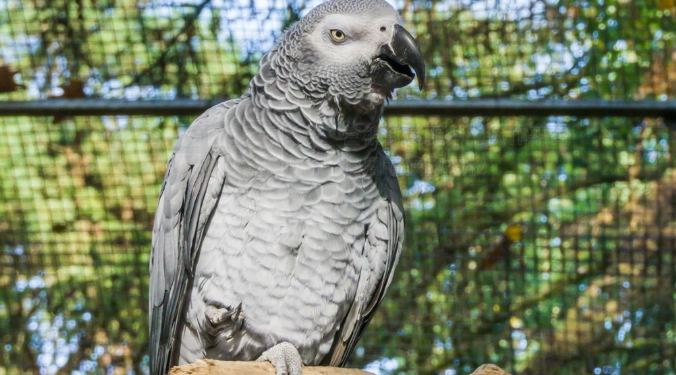 非洲灰鸚鵡互動