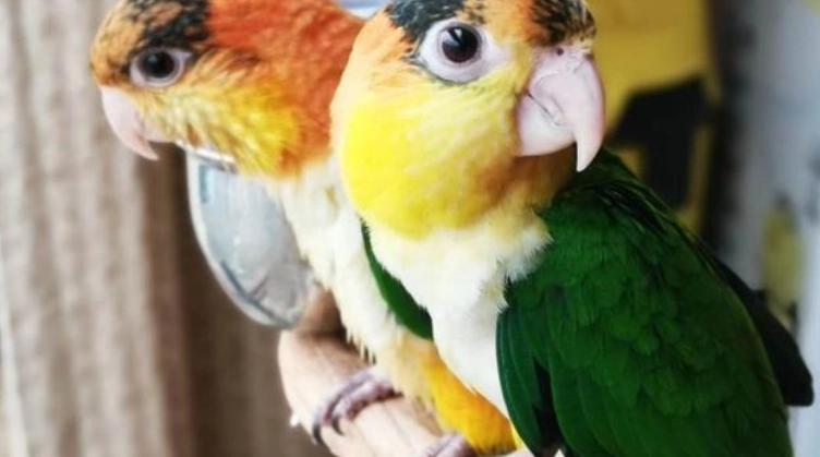 金頭凱克鸚鵡飼養